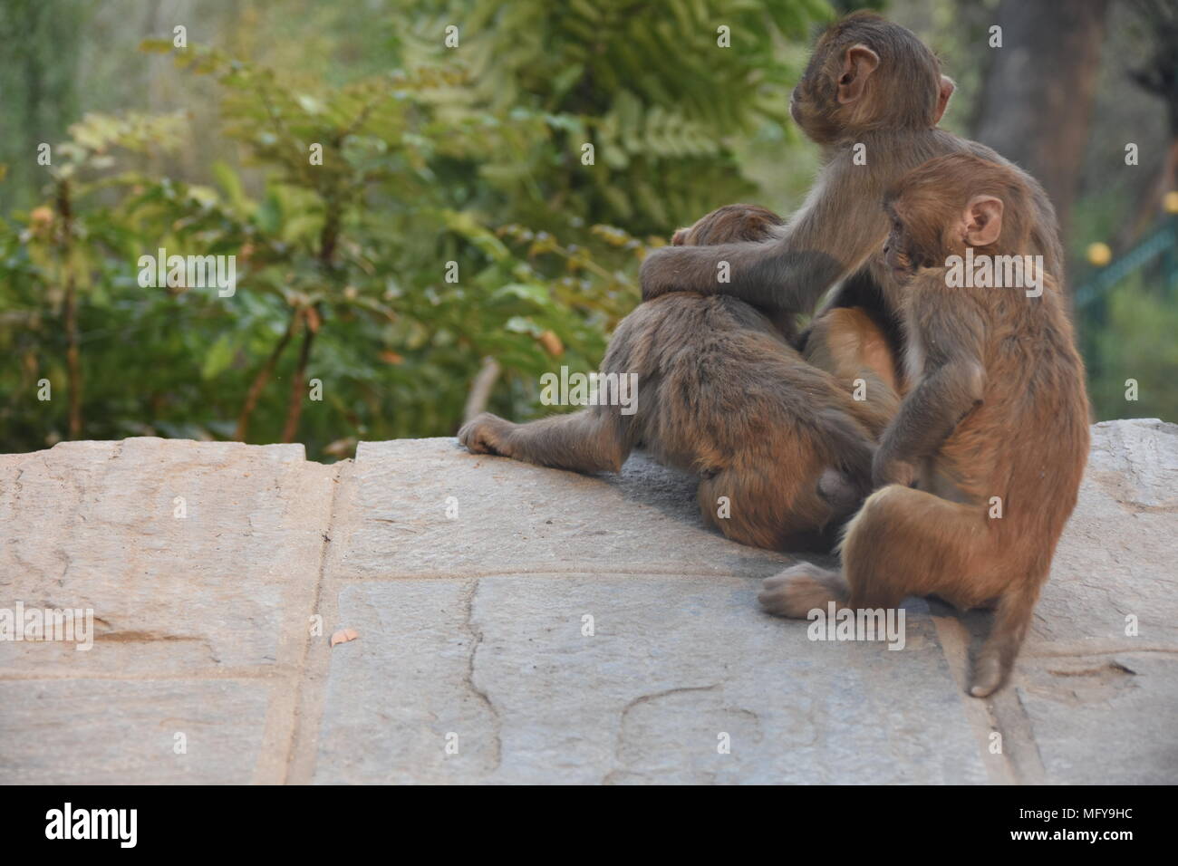 Le scimmie in corrispondenza di una parete a Swayambhunath Stupa, Kathmandu, Nepal Foto Stock