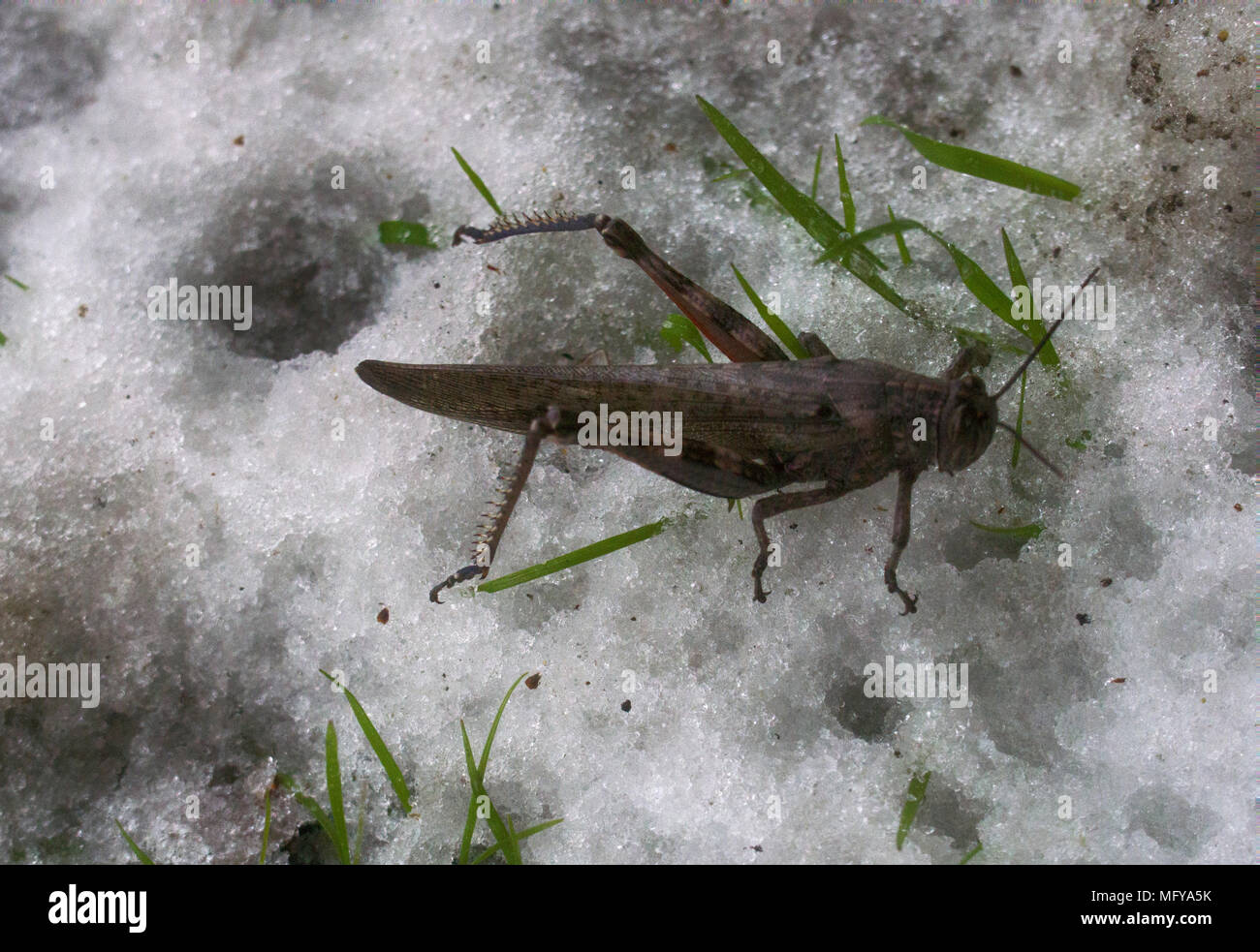 La neve è scesa su erba verde e grasshopper non ha avuto il tempo per trascorrere l'inverno. Brusca transizione da autunno inverno, pre-stagione invernale, prima neve, fr Foto Stock