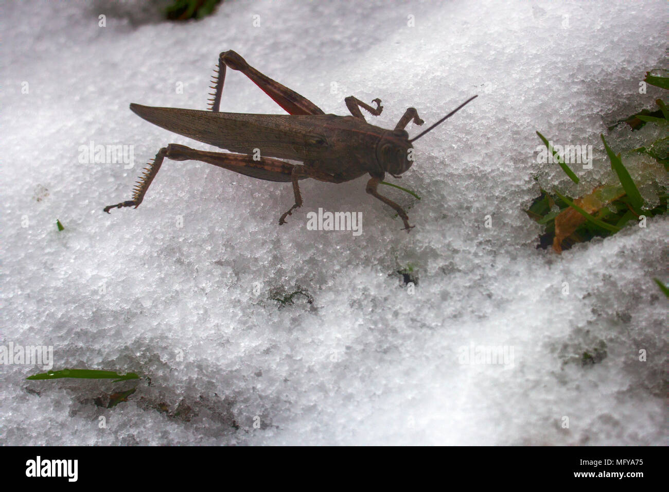La neve è scesa su erba verde e grasshopper non ha avuto il tempo per trascorrere l'inverno. Brusca transizione da autunno inverno, pre-stagione invernale, prima neve, fr Foto Stock