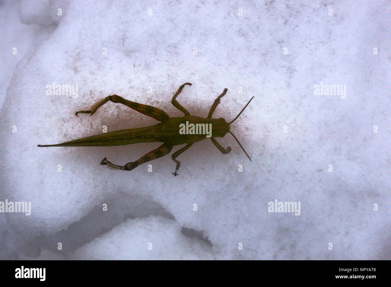 La neve è scesa su erba verde e grasshopper non ha avuto il tempo per trascorrere l'inverno. Brusca transizione da autunno inverno, pre-stagione invernale, prima neve, fr Foto Stock
