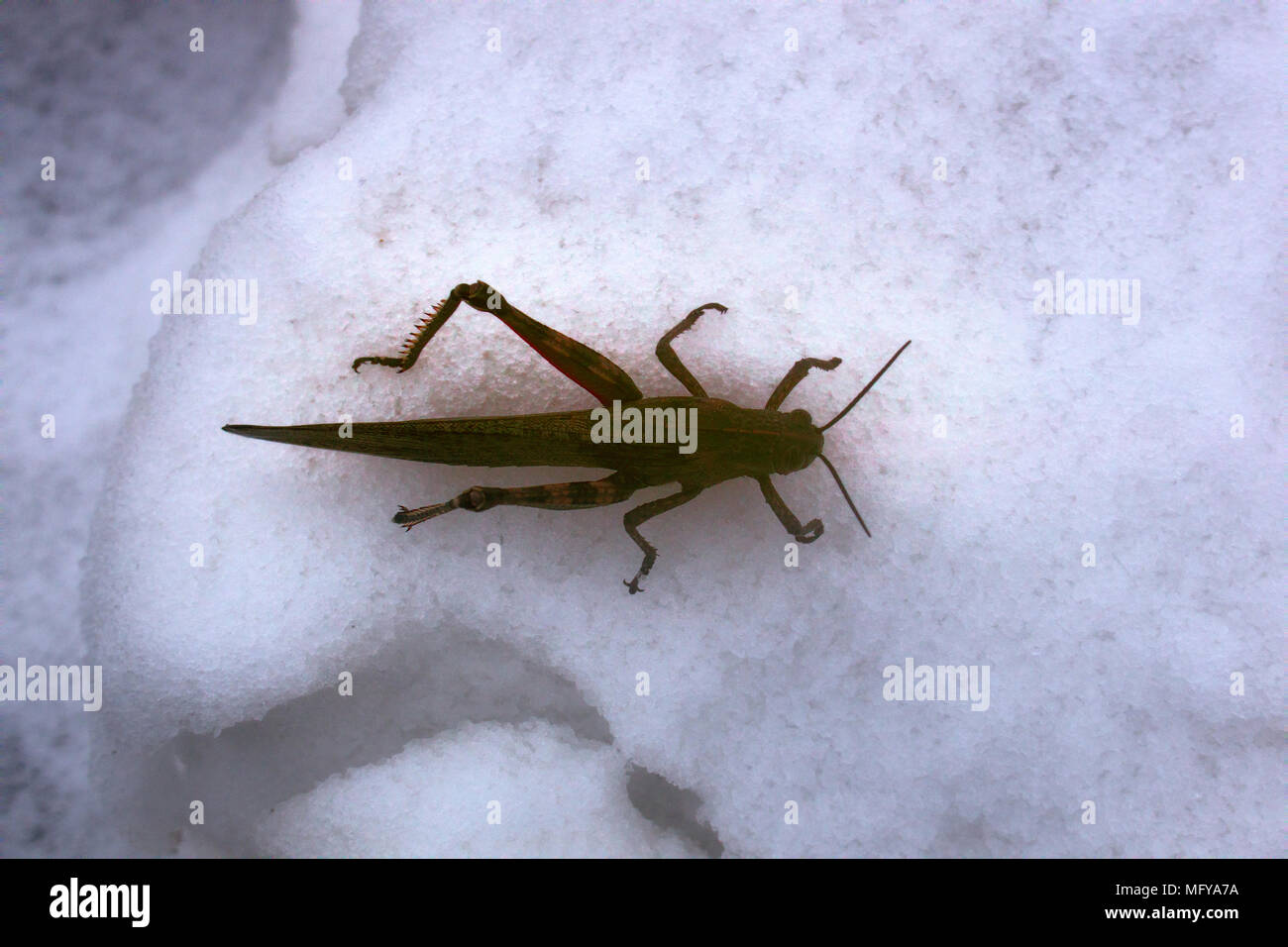 La neve è scesa su erba verde e grasshopper non ha avuto il tempo per trascorrere l'inverno. Brusca transizione da autunno inverno, pre-stagione invernale, prima neve, fr Foto Stock