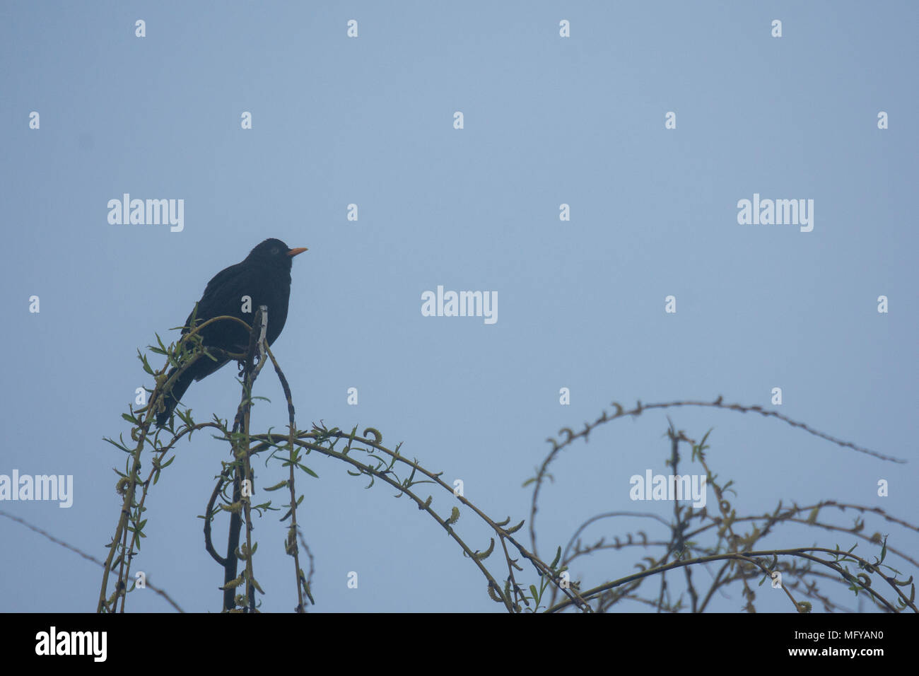 Merlo (Turdus merula) arroccato su willow tree branch Foto Stock