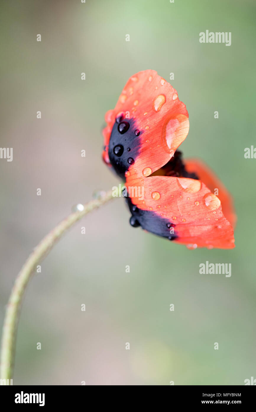 Chiudere la foto del fiore di papavero con gocce di pioggia Foto Stock