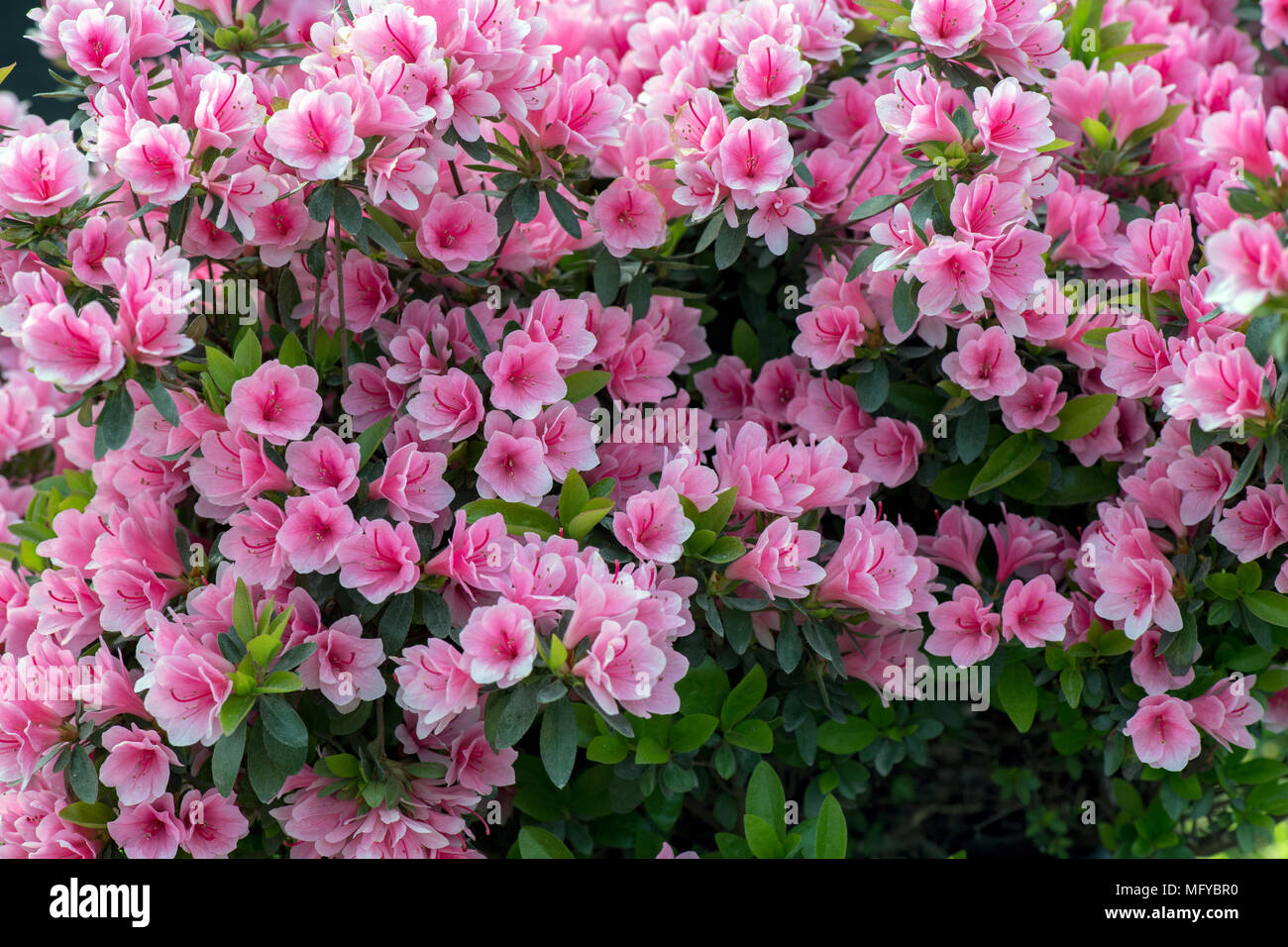 Vibrante gruppo di fiori di azalea rosa in piena fioritura, adagiato su foglie verdi lussureggianti, che mostrano la bellezza dei fiori primaverili in un giardino naturale Foto Stock