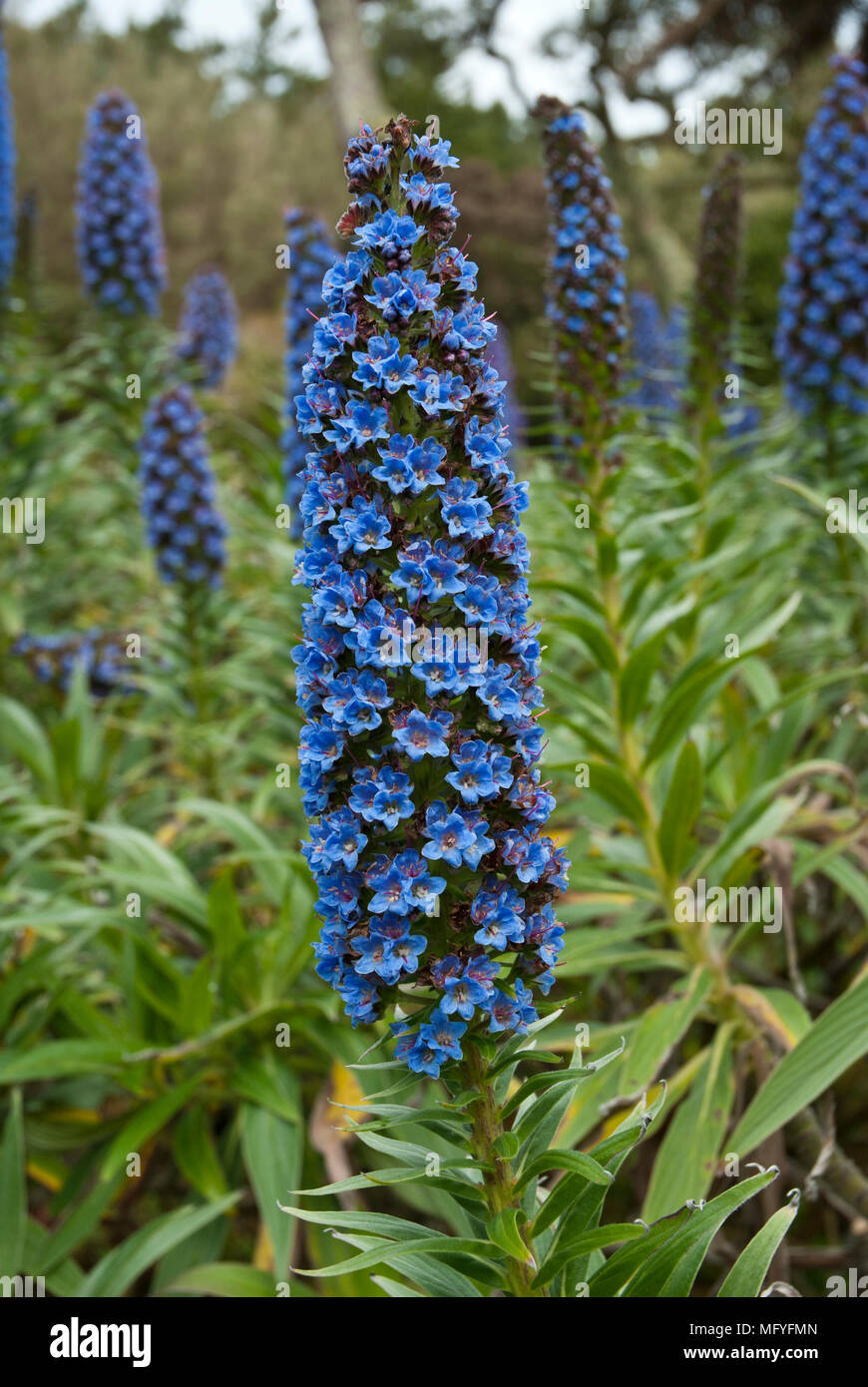 Close up di blu chiaro echium candicans fiore in primo piano con altri echium fiori e piante in background. Foto Stock