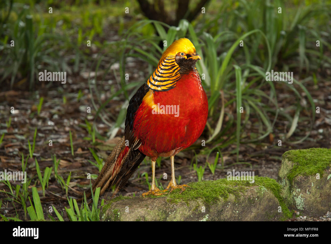 Maschio di Golden Pheasant /Fagiano cinese in piedi su una pietra con il colore rosso brillante cresta, nero rigato/ collare d'oro, rosso brillante piumaggio e lunga coda. Foto Stock