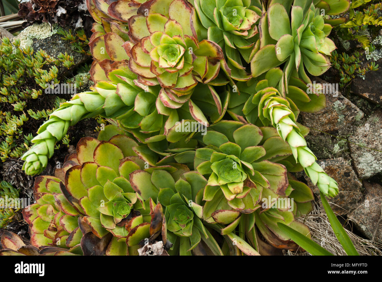 Verde, houseleeks aeoniums, che cresce su una parete nelle isole Scilly con protuberanze lungo circa a fiore. Foto Stock