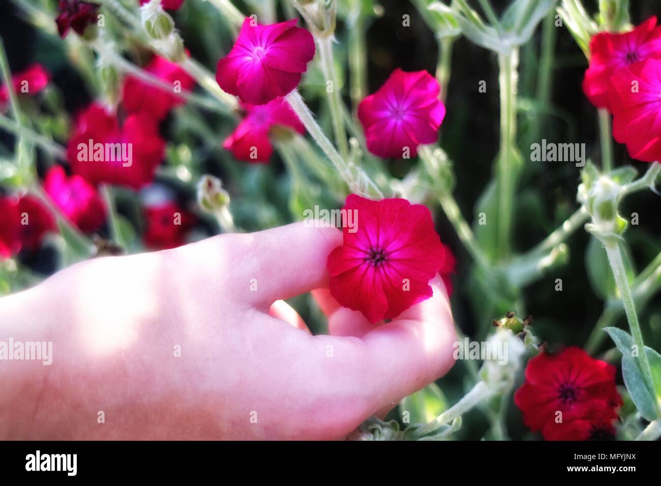 Mani tenendo i fiori Foto Stock