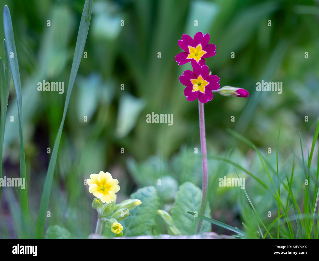 Poco bellissimi fiori viola sul park corner. Foto Stock