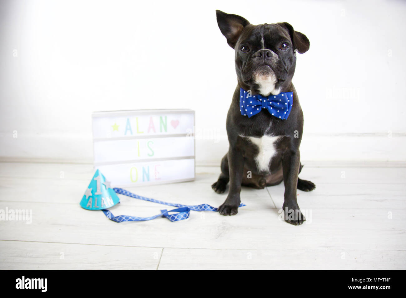 Bulldog francese festeggia il compleanno con torta di cane smash. Girando un partito che indossa un cappello e il filtro bow tie con lightbox e cane torta di compleanno. Un orecchio verso l'alto. Foto Stock Bulldog francese festeggia il compleanno con torta di cane smash. Girando un partito che indossa un cappello e il filtro bow tie con lightbox e cane torta di compleanno. Un orecchio verso l'alto. Foto Stock