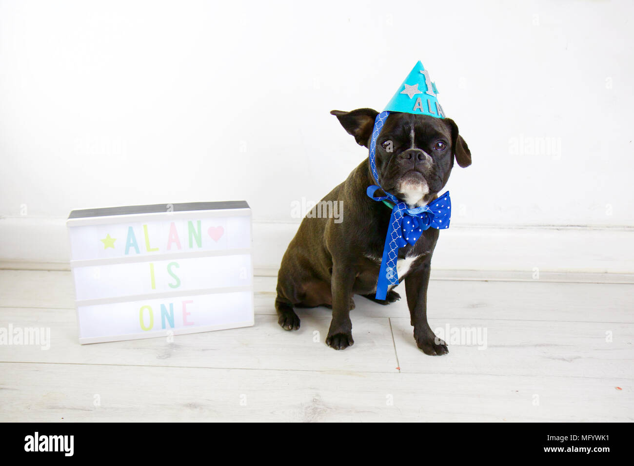 Bulldog francese festeggia il compleanno con torta di cane smash. Girando un partito che indossa un cappello e il filtro bow tie con lightbox e cane torta di compleanno. Un orecchio verso l'alto. Foto Stock