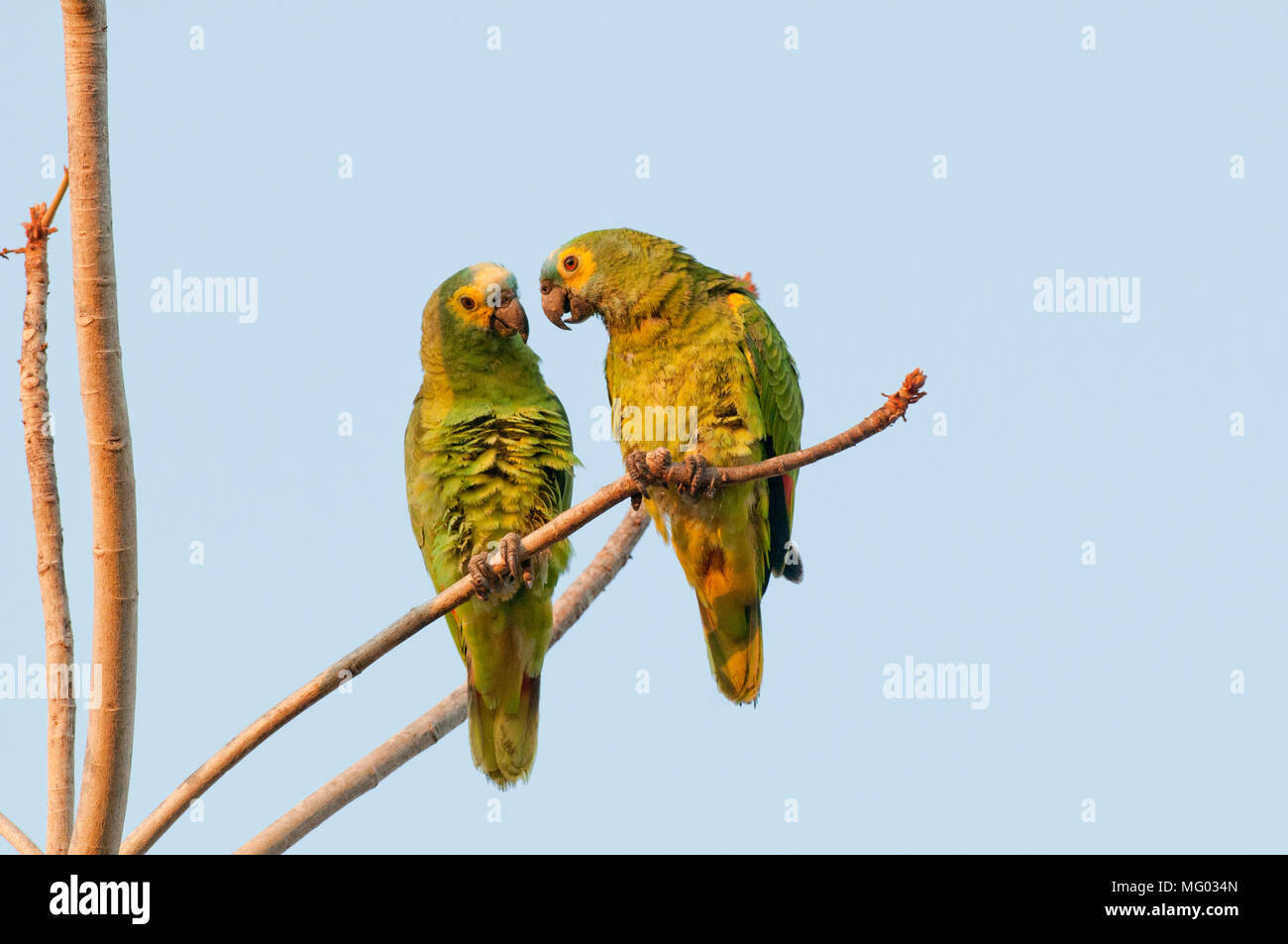 Blu-fronteggiata parrot (Amazon aestiva) coppia interagente (comportamento riproduttivo?) nel Pantanal Brasile Foto Stock