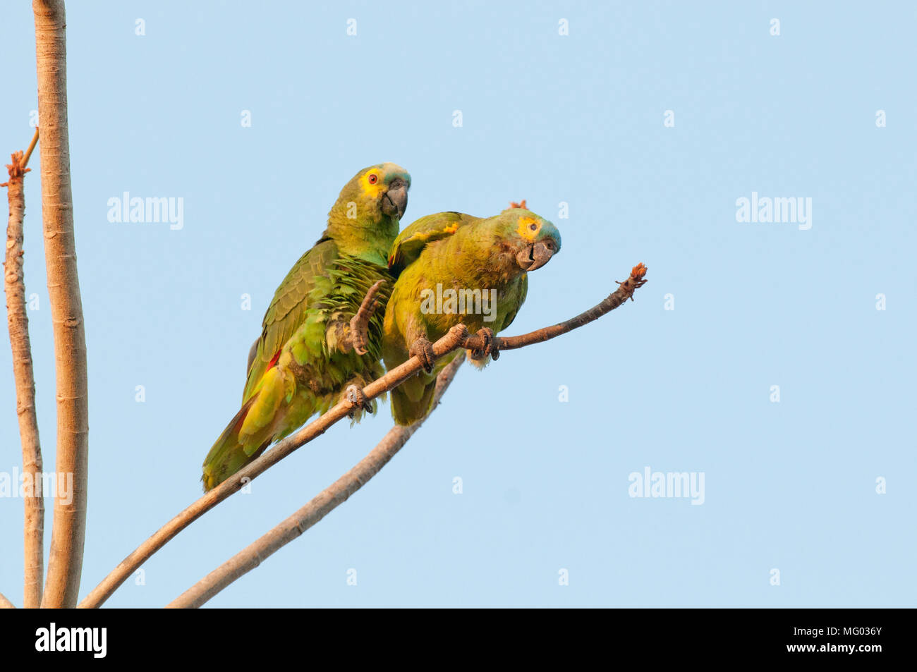 Blu-fronteggiata parrot (Amazon aestiva) coppia coniugata del Pantanal Brasile Foto Stock