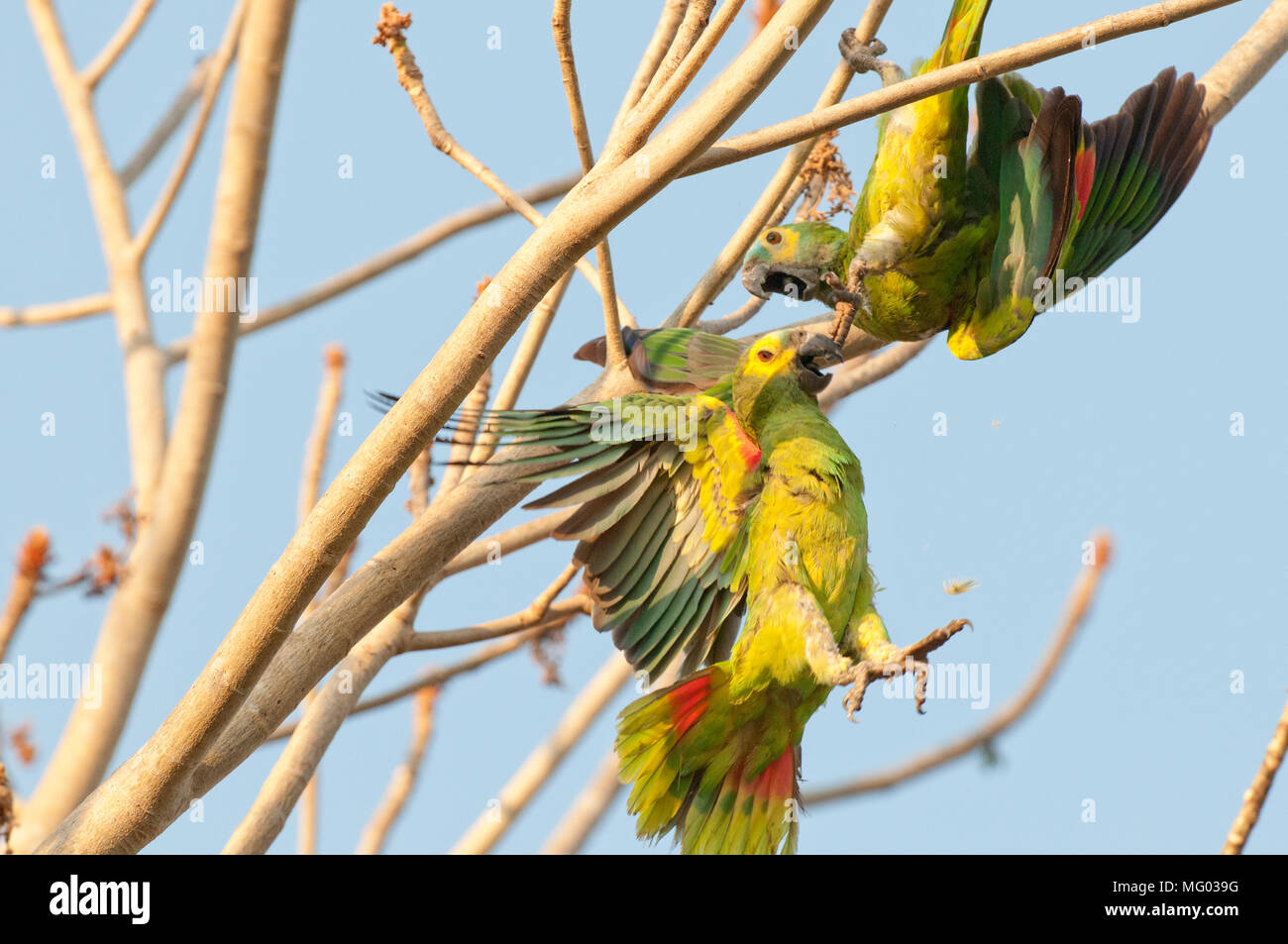 Blu-fronteggiata parrot (Amazon aestiva) coppia interagente (comportamento riproduttivo?) nel Pantanal Brasile Foto Stock