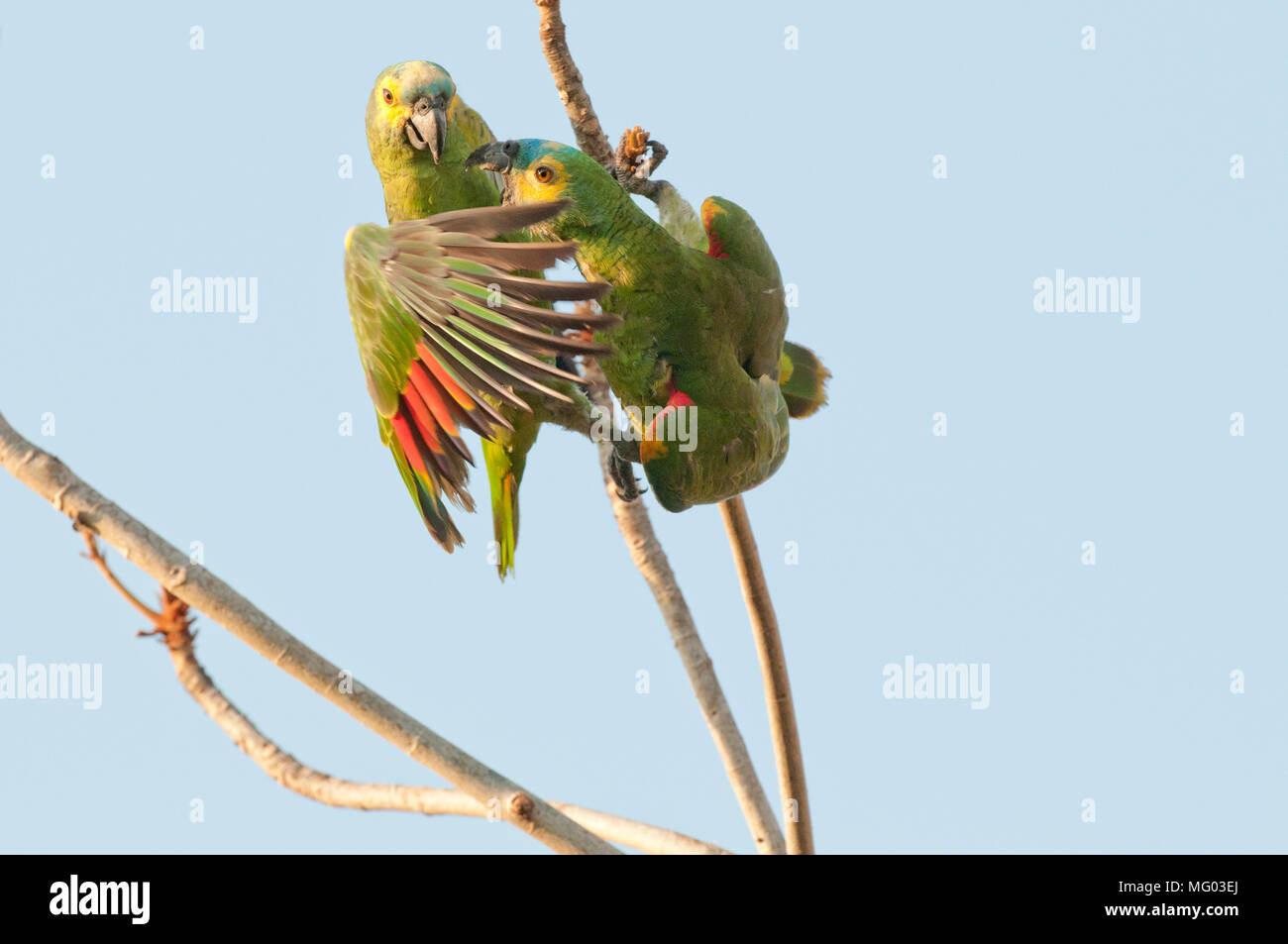 Blu-fronteggiata parrot (Amazon aestiva) coppia interagente (comportamento riproduttivo?) nel Pantanal Brasile Foto Stock