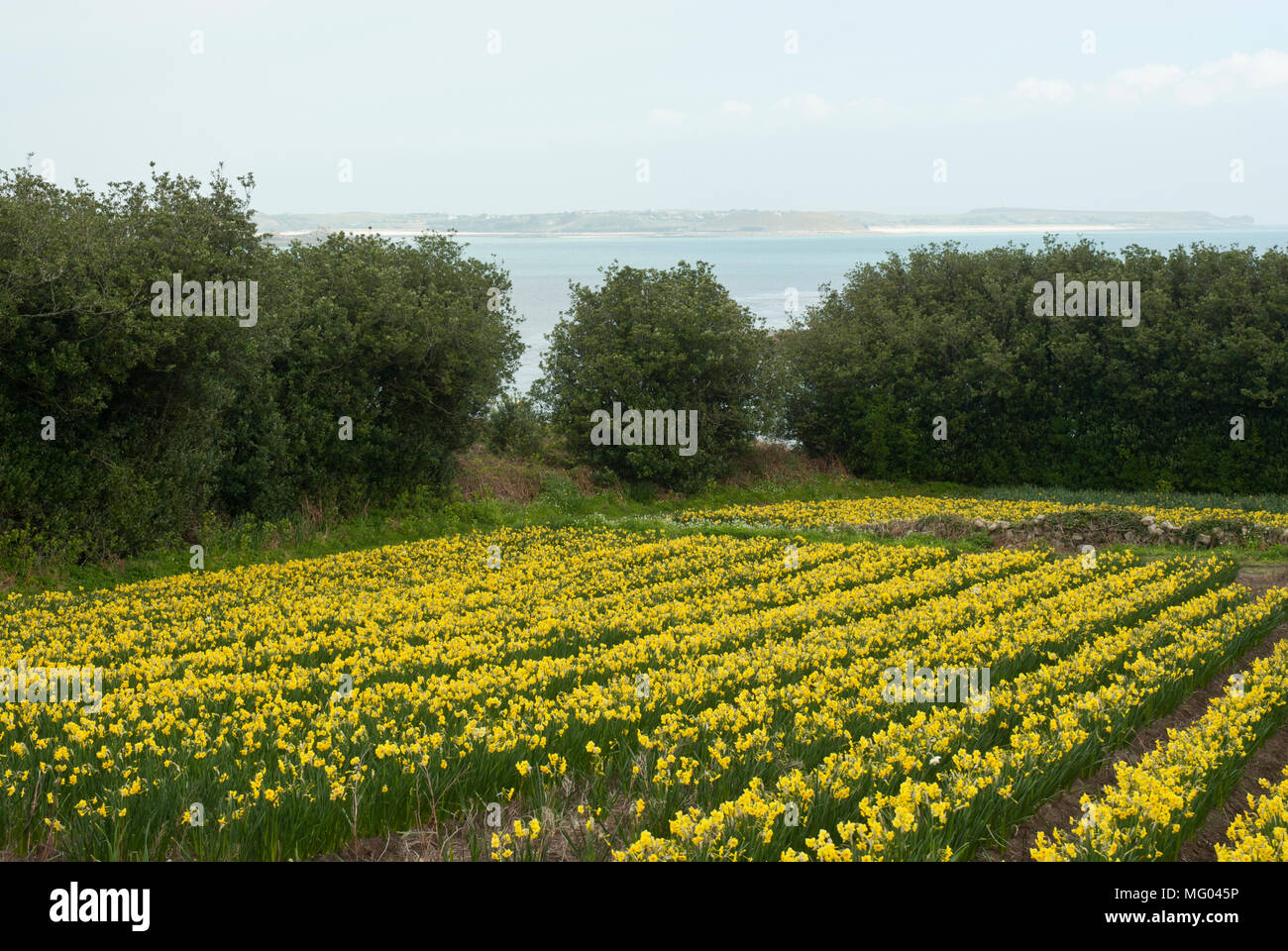 Un mercato giardino campo di narciso e narcisi in attesa di prelievo e di invio alla terraferma per la vendita. Mare in backgroud. St Marys Isole Scilly. Foto Stock