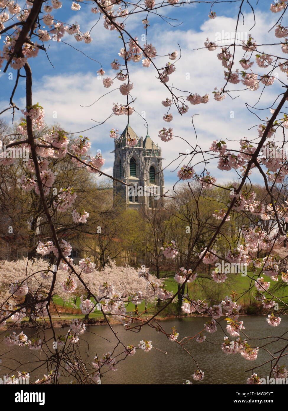 La Cattedrale del Sacro Cuore durante il Cherry Blossom Festival di Newark, New Jersey, Stati più grande città. Foto Stock