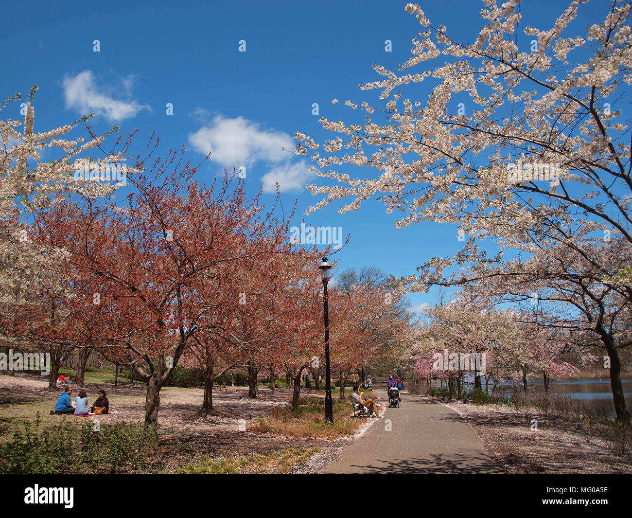 Gli alberi di ciliegio in fiore in primavera in filiale Brook Park, Newark, NJ Foto Stock