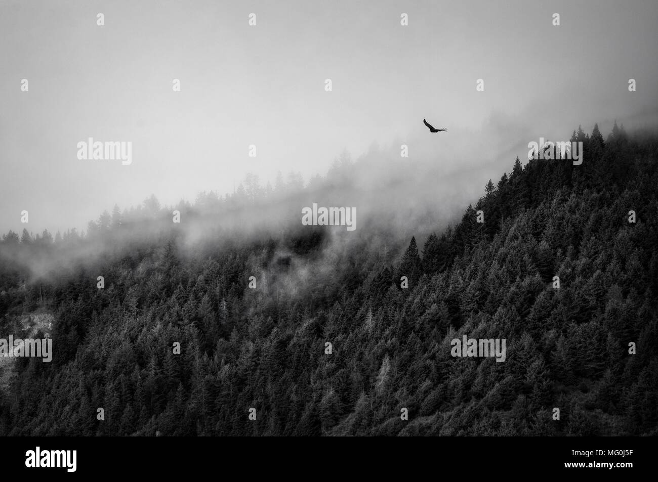 Nebbioso giorno sulla costa vicino a Eureka California Foto Stock