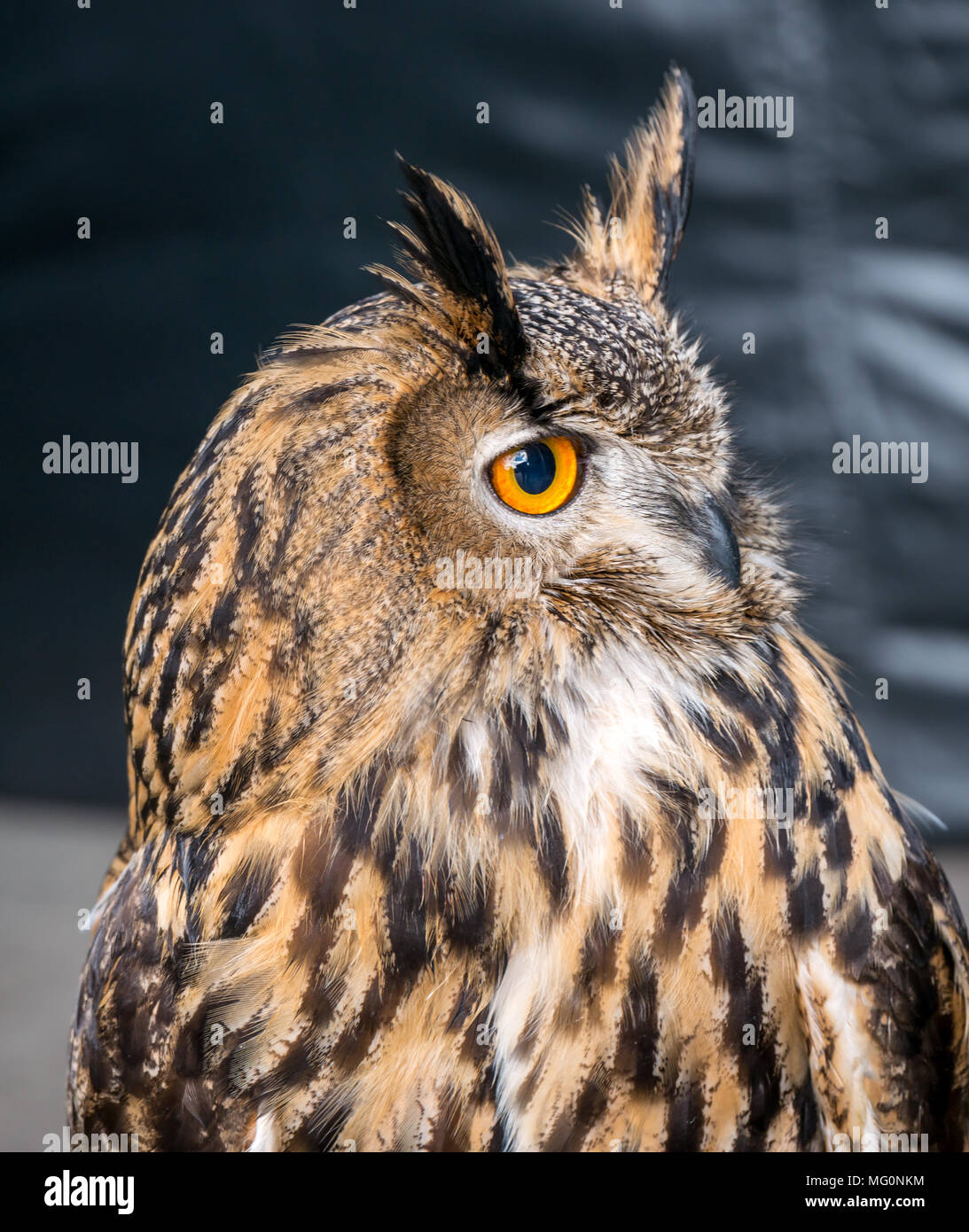 Primo piano di aquila eurasiatica uccello di preda con occhi arancioni, Bubo bubo Foto Stock