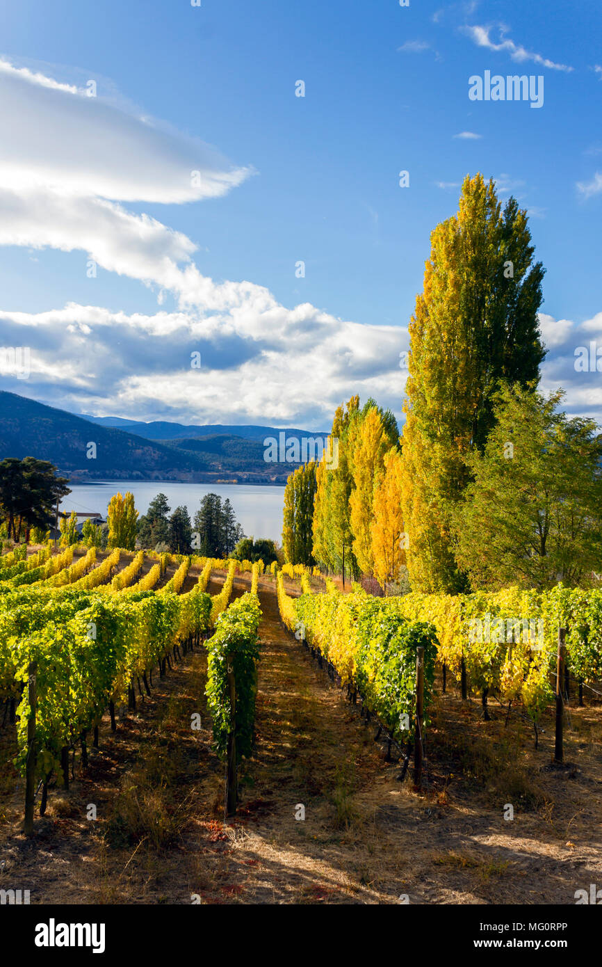 Okanagan Valley vineyard, cantina e azienda agricola biologica situata sul banco Naramata affacciato sul Lago Okanagan in Penticton, British Columbia, Canada. Foto Stock