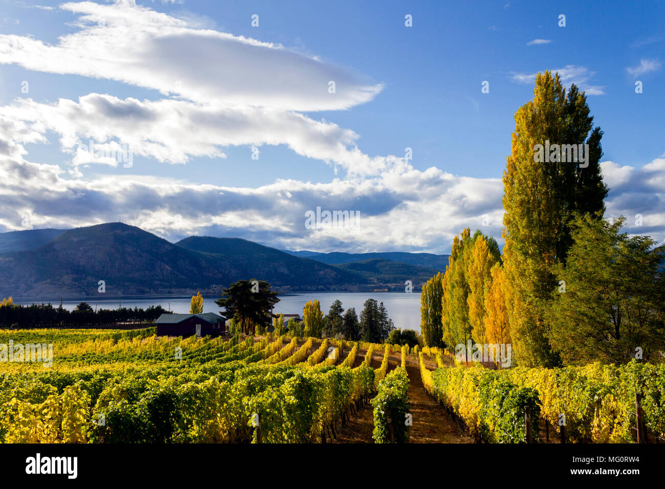 Okanagan Valley vineyard, cantina e azienda agricola biologica situata sul banco Naramata affacciato sul Lago Okanagan in Penticton, British Columbia, Canada. Foto Stock