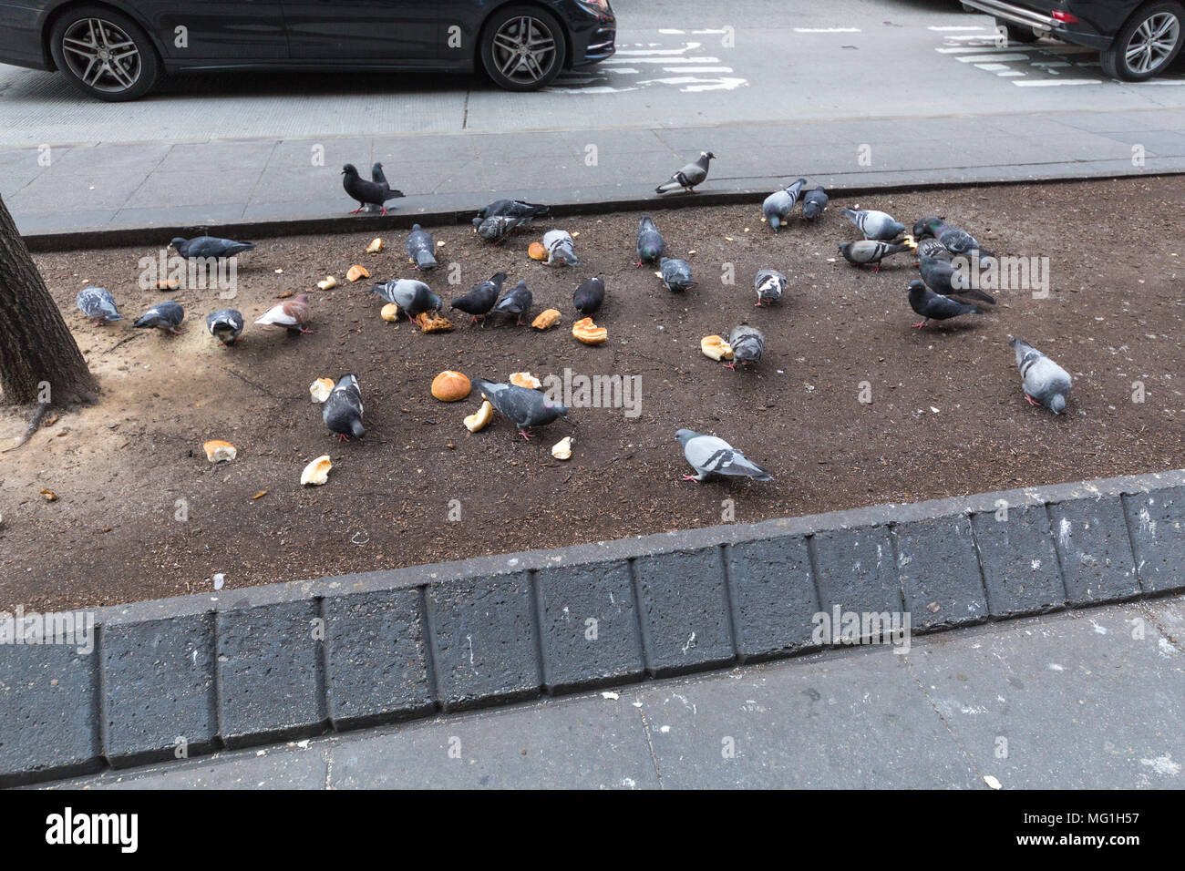 Piccioni in NYC Foto Stock