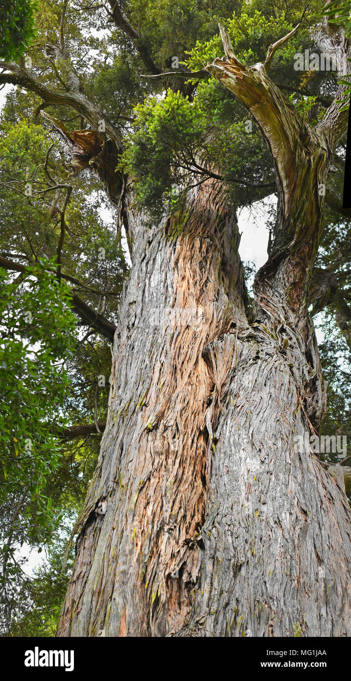 Famosi mulini Totara albero nella foresta di buccia di Canterbury sud, Nuova Zelanda. Oltre un migliaio di anni. Foto Stock