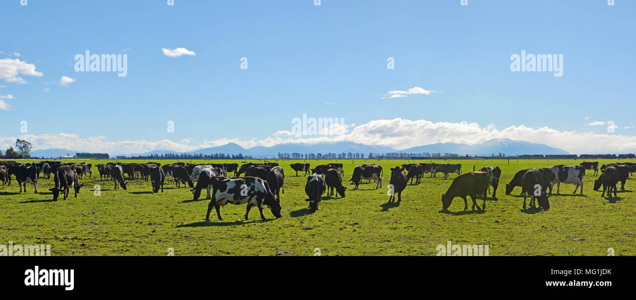 Allevamento di animali da latte sul Canterbury Panorama, Nuova Zelanda. Alpi del Sud in background. Foto Stock
