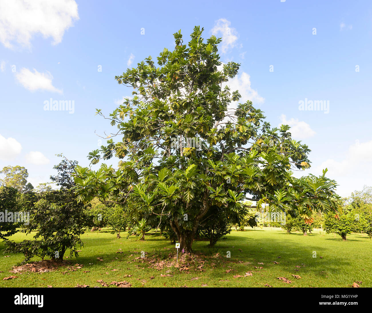 L'albero del pane albero che cresce presso il Daintree Gelato Co. & Frutteto tropicale nel Parco Nazionale Daintree, estremo Nord Queensland, FNQ, QLD, Australia Foto Stock