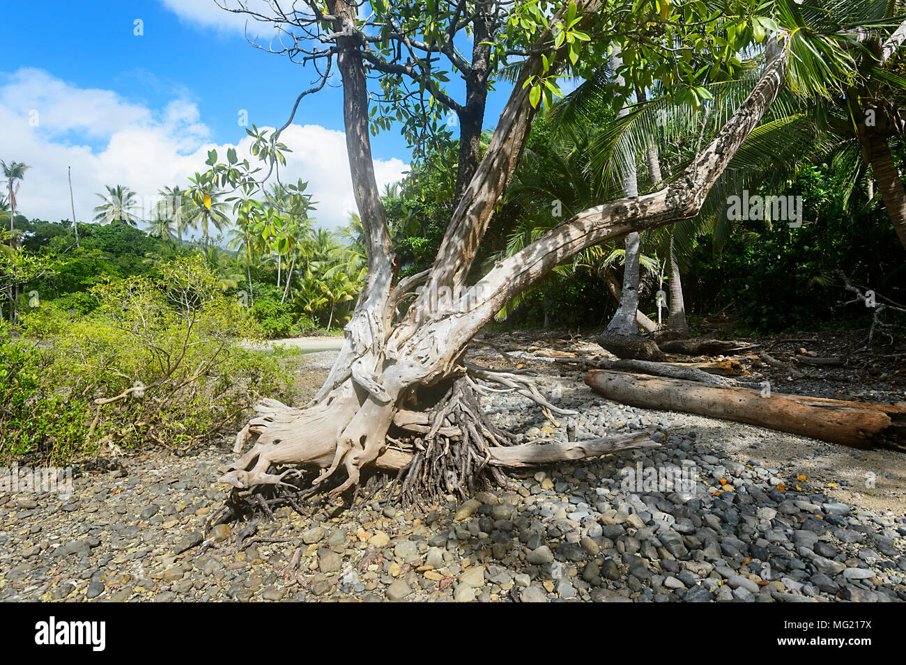 La foresta di mangrovie in Wet Tropics a Cape Tribulation, Parco Nazionale Daintree, estremo Nord Queensland, FNQ, QLD, Australia Foto Stock