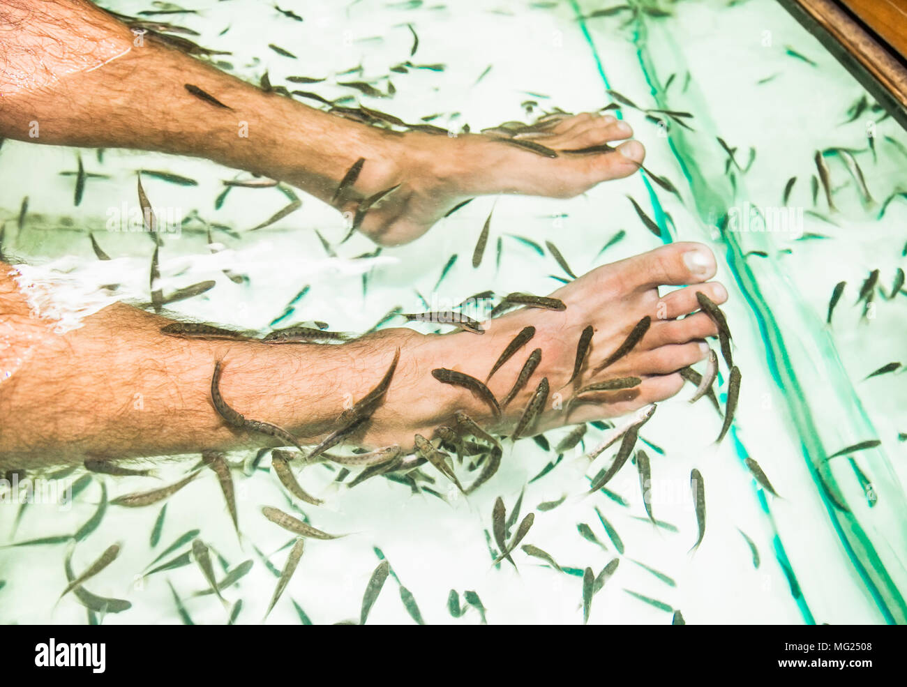 Pesce pedicure spa wellness trattamento di cura della pelle con il pesce Garra Rufa anche chiamato doctor fish nibble di pesce e pesce kangal. Della Thailandia Foto Stock