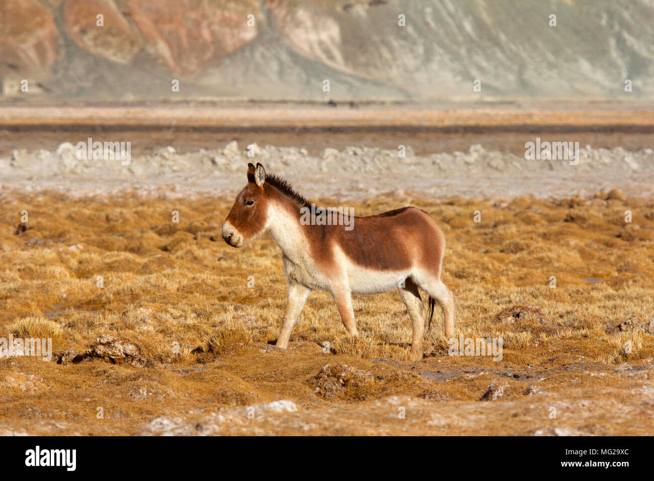 Tibetano Asino selvatico, Equus kiang, Hanle, Jammu Kashmir Foto Stock