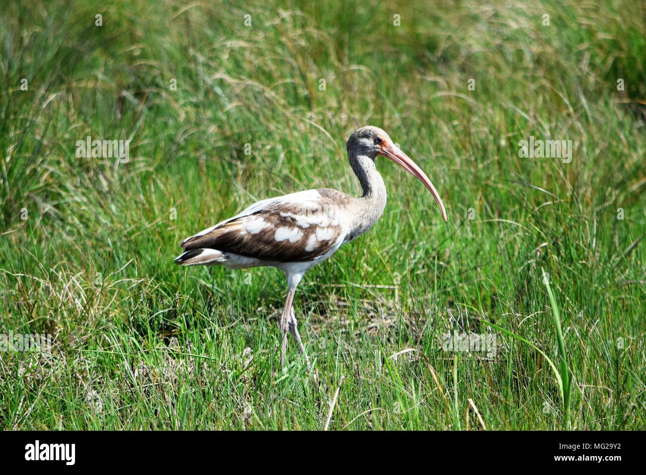 Bianco Ibis Foto Stock