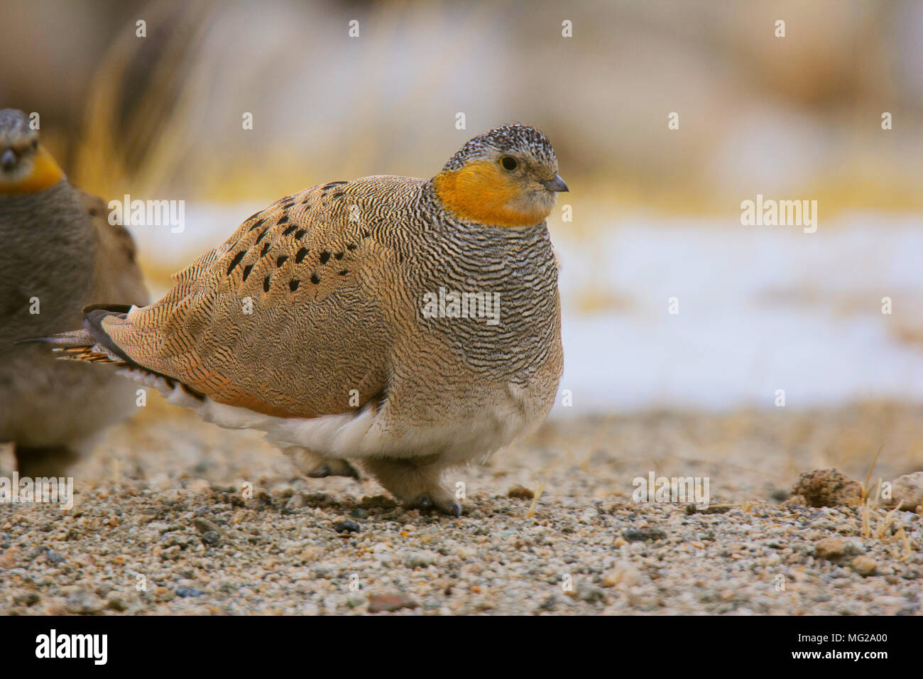 Sandgrouse tibetano, Syrrhaptes tibetanus, Hanle, Jammu Kashmir Foto Stock