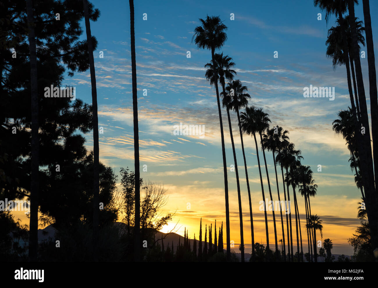 Sunset fiancheggiata da palme street Foto Stock