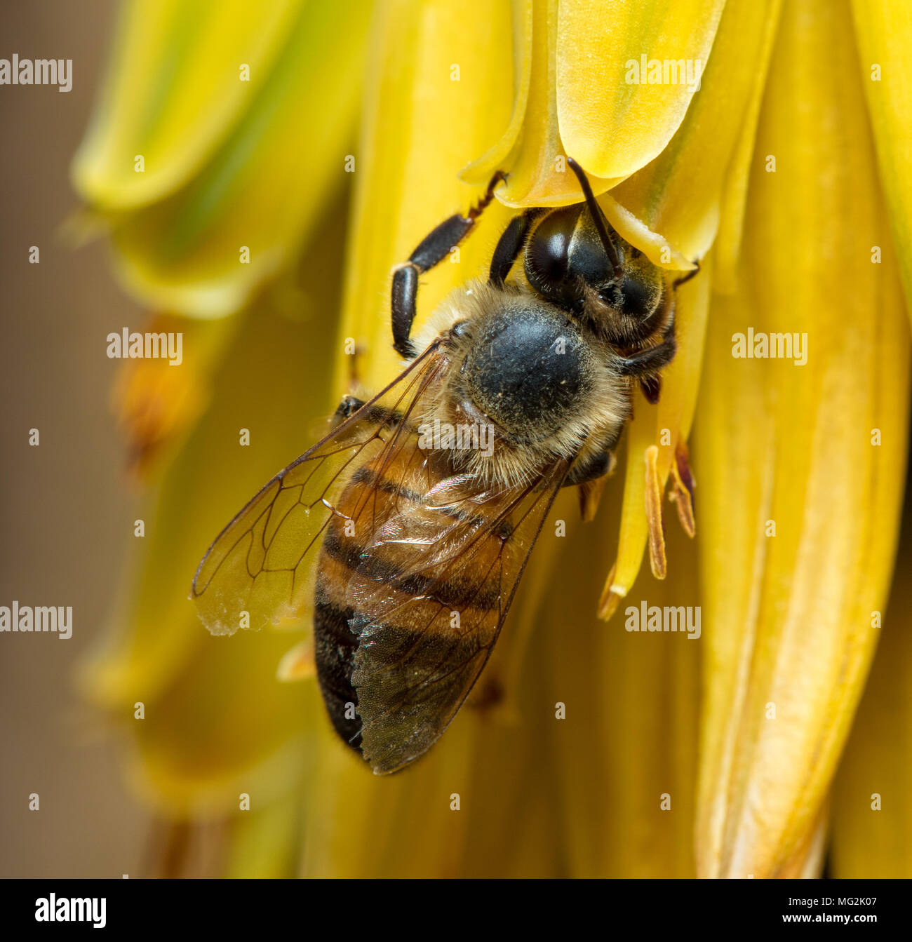 Bee cera raccolta dal fiore giallo Foto Stock