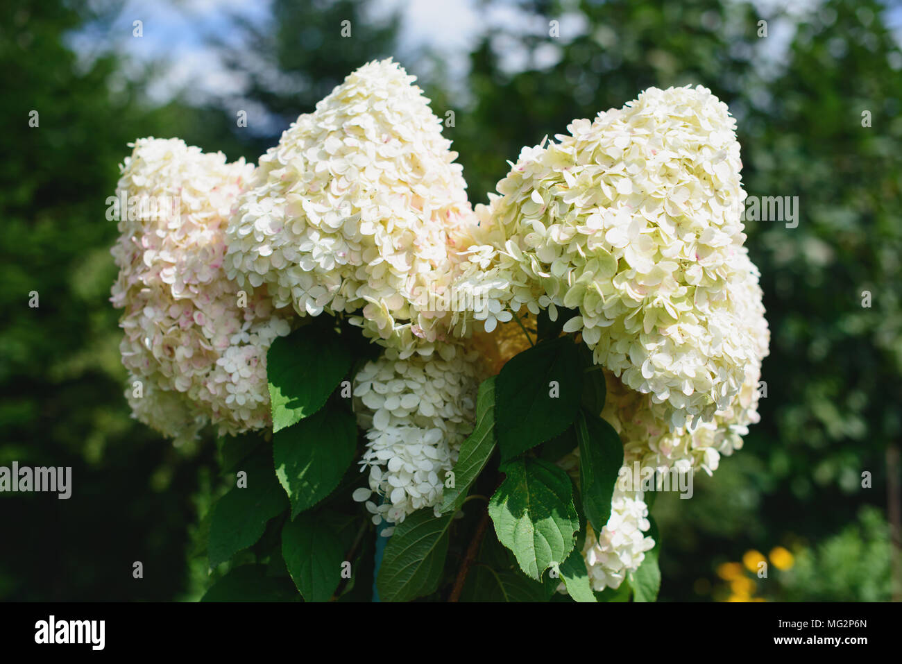 White hydrangea fiori in un giardino su sfondo sfocato. Foto Stock