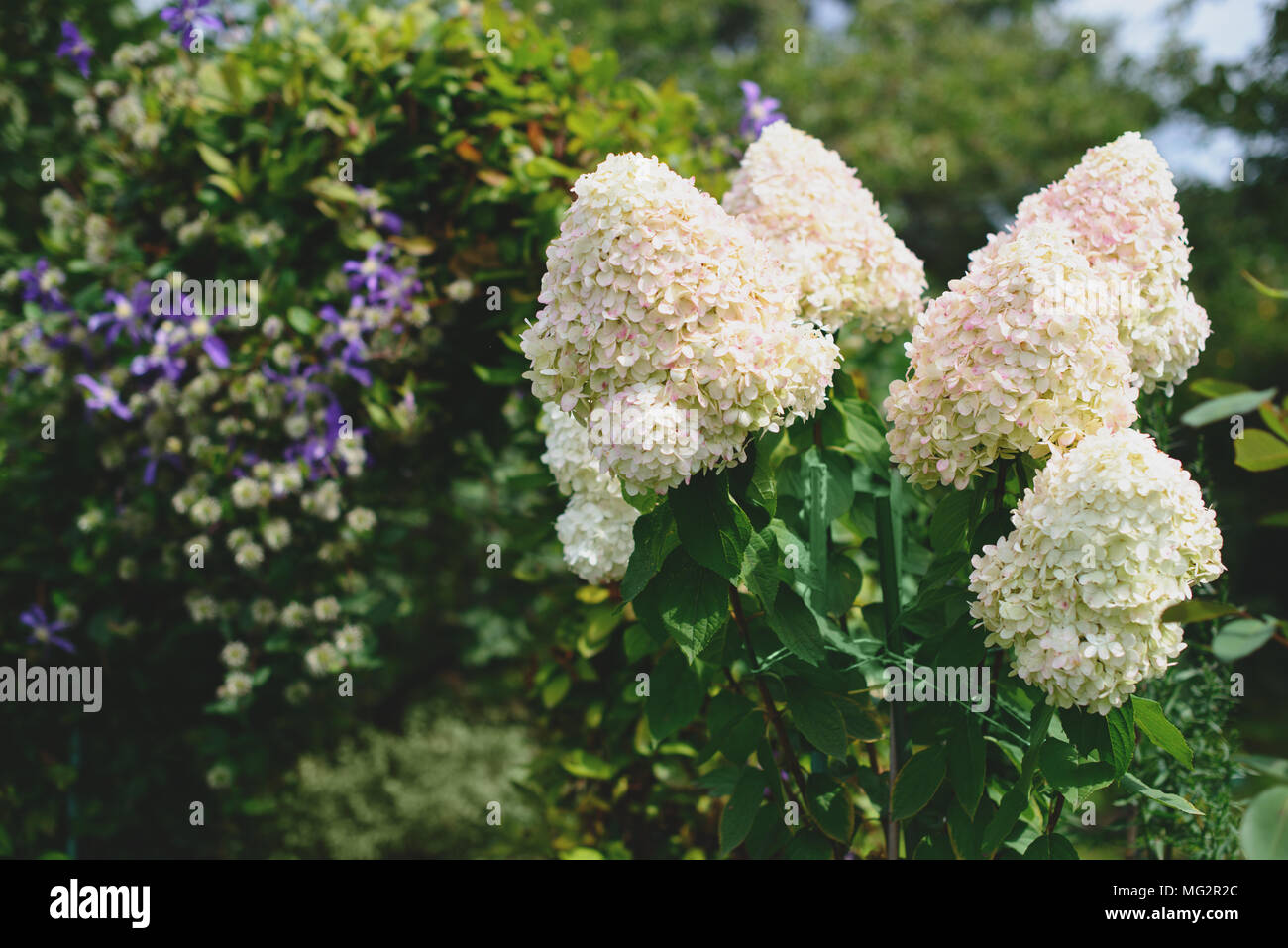 White hydrangea fiori in un giardino su sfondo sfocato. Foto Stock