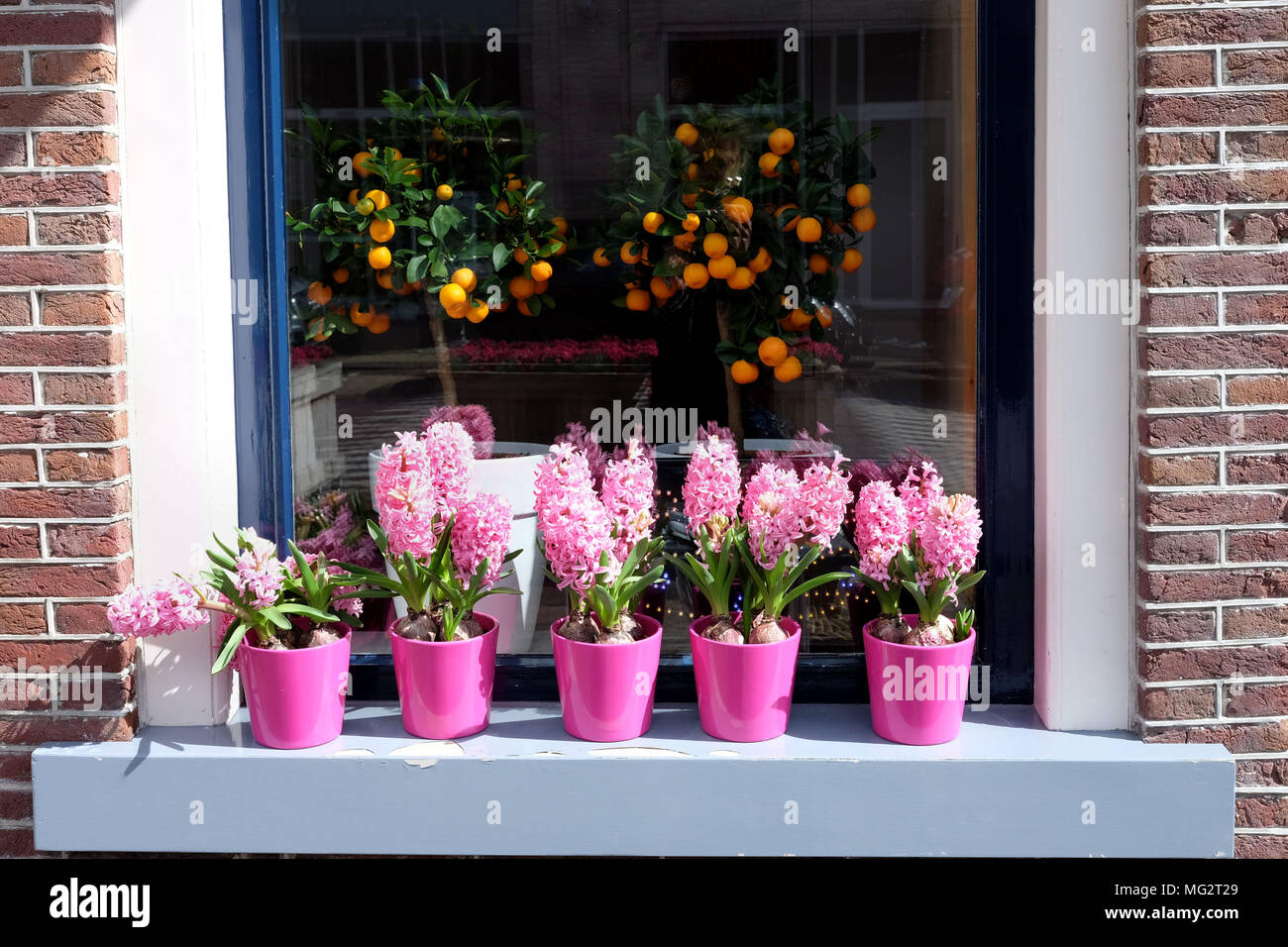 Fiori di Giacinto di rosa e arancio dei frutti in vasi su un davanzale, street view. Foto Stock
