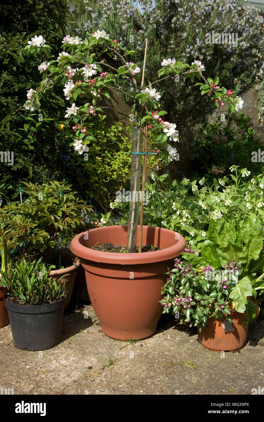 Patio Struttura Apple Foto Stock