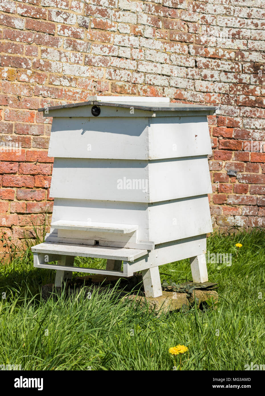 Beehive White bee hive in wild meadow England Regno unito Gb Foto Stock