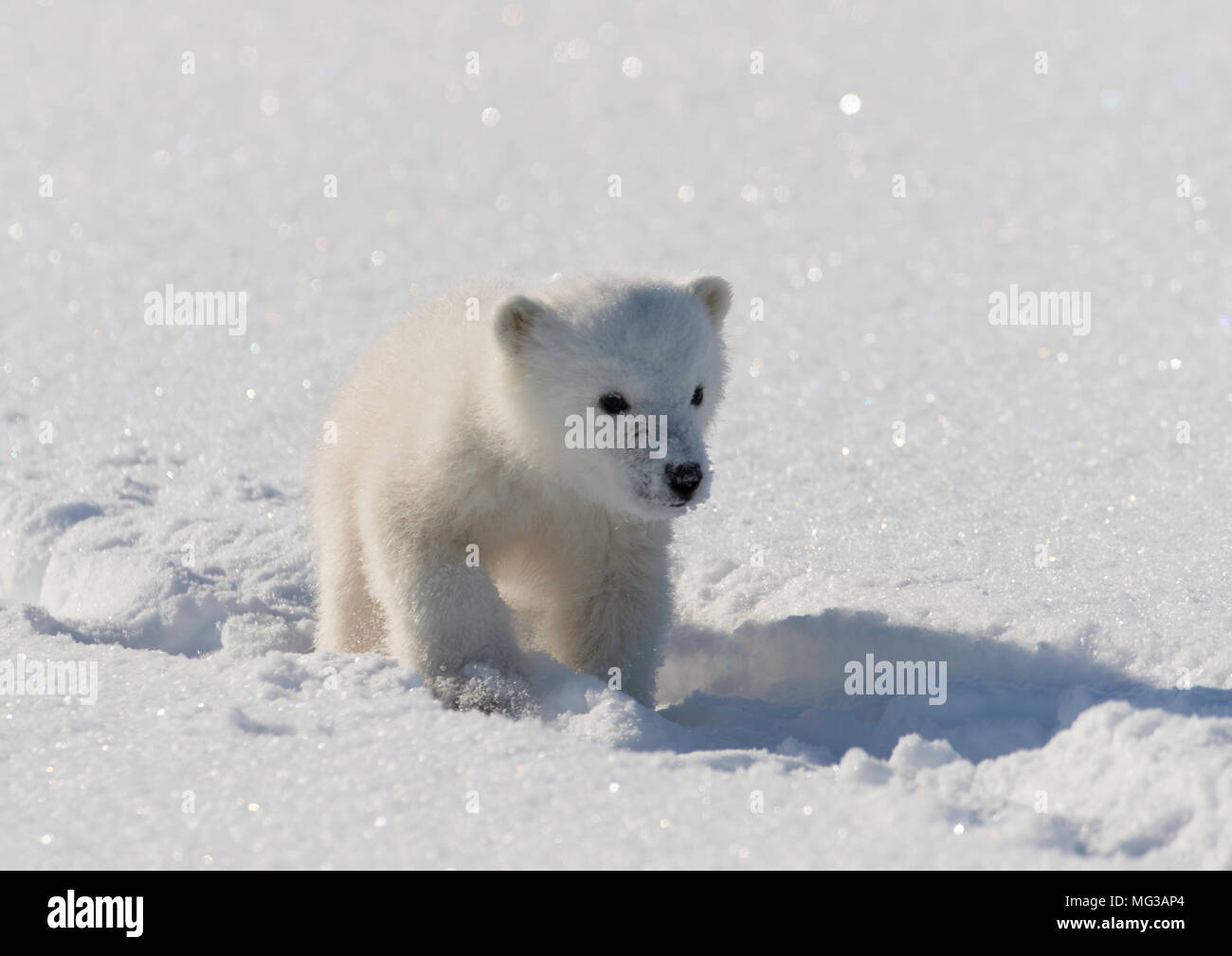 Carino Polar Bear Cub passeggiate nelle tracce lasciate da sua madre sulla coperta di neve ghiaccio di un fiordo congelato. Foto Stock