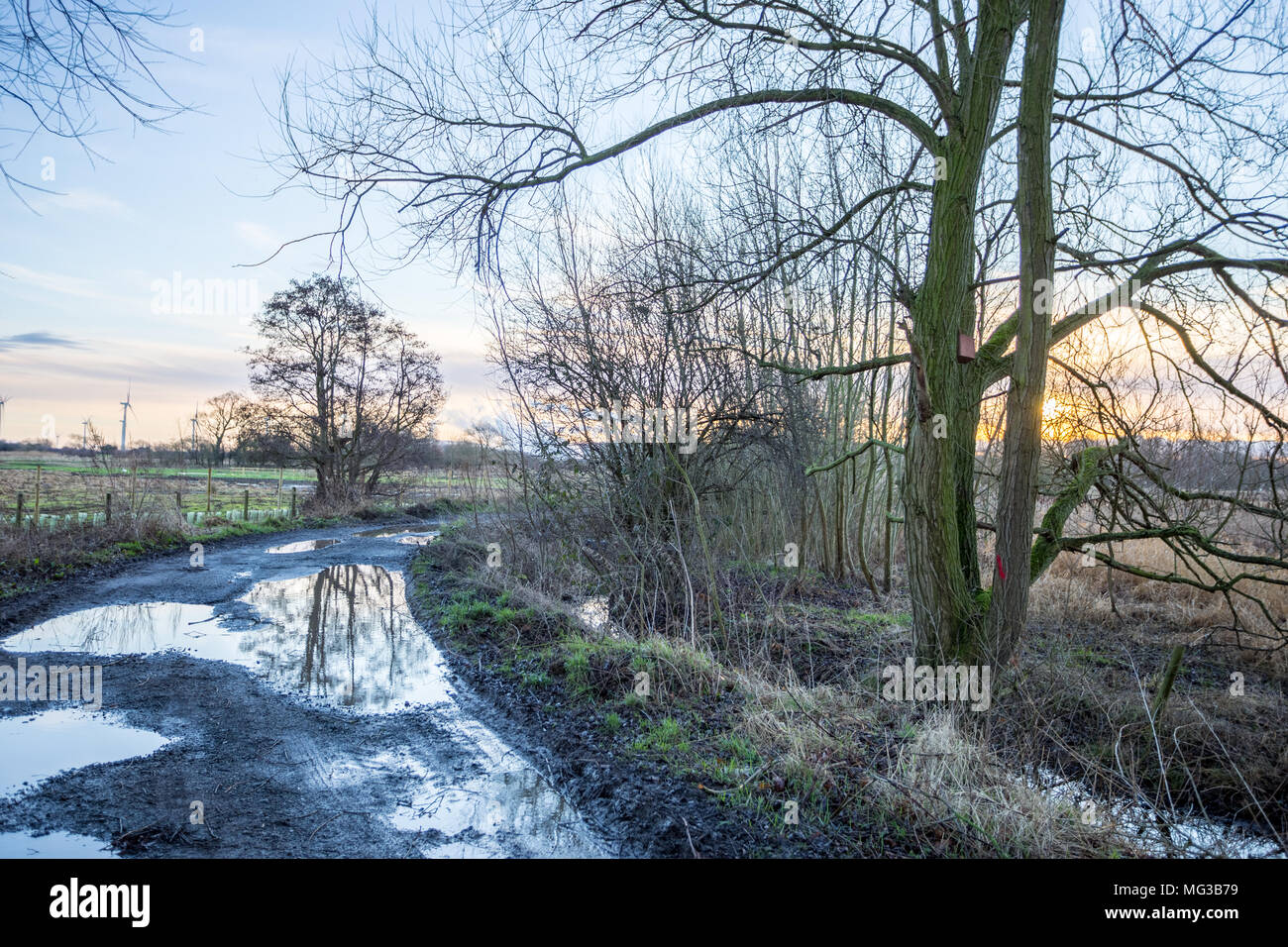 Inverno, paese lane, wet sunrise con alberi e pozzanghere Foto Stock