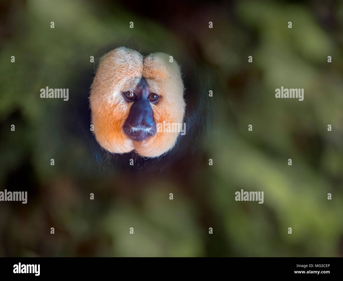 Di fronte bianco-saki Pithecia pithecia Captive ritratto Foto Stock