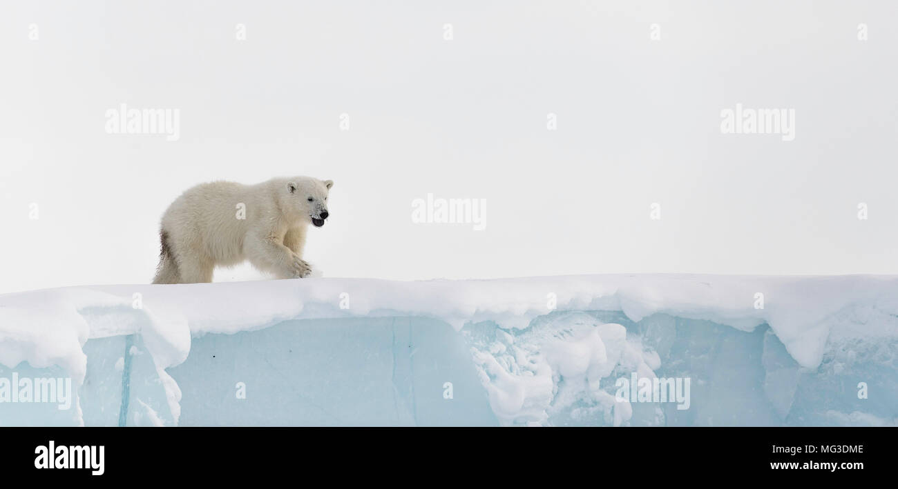 Anno di età bambino polar bear cub sulla punta di un iceberg. Baffin, Canada Artico Foto Stock