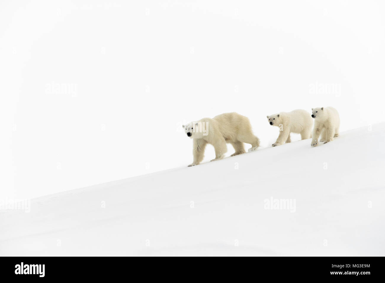 Madre di orso polare e 2 yearling cubs a piedi su un iceberg, Isola Baffin, Canada, Nunavut, ARCTIC Foto Stock