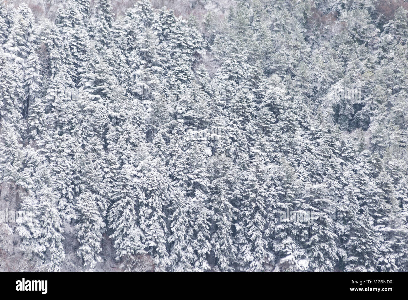 Vista aerea di alberi coperti di neve in una foresta, sul lato di monte Subasio (Umbria), la creazione di un tipo di tessitura astratta Foto Stock