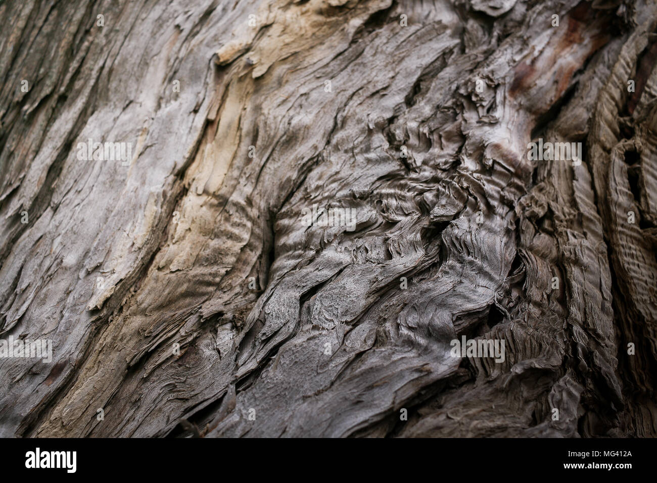 Close-up consistenza naturale della vecchia falling apart legno marcio. Messa a fuoco selettiva. Foto Stock