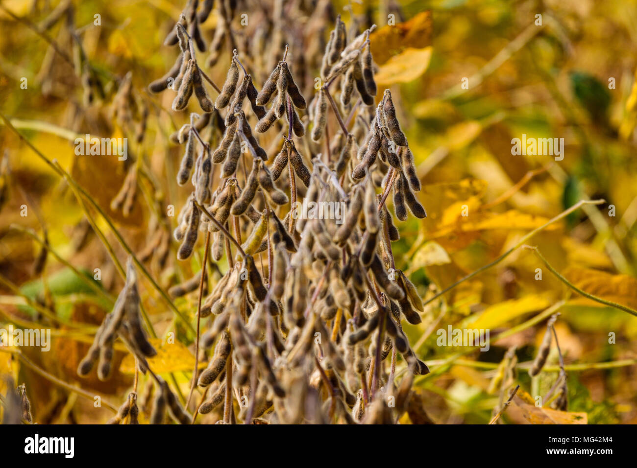 Una chiusura di fagioli di soia come il tempo del raccolto si avvicina Foto Stock